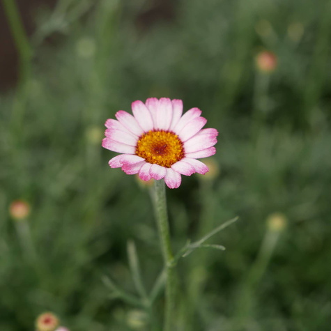 Stokrotka marokańska `Marrakech'